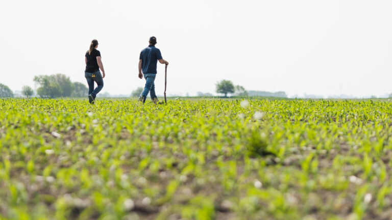 Agricultural workers cultivate romaine lettuce on a farm